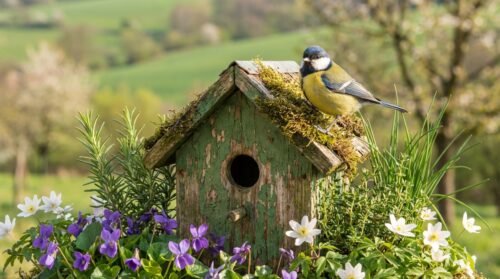 Jak přilákat sýkorky na zahradu: netradiční trik na jaro
